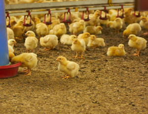 9 dagar gamla kycklingar på Bosarps gård