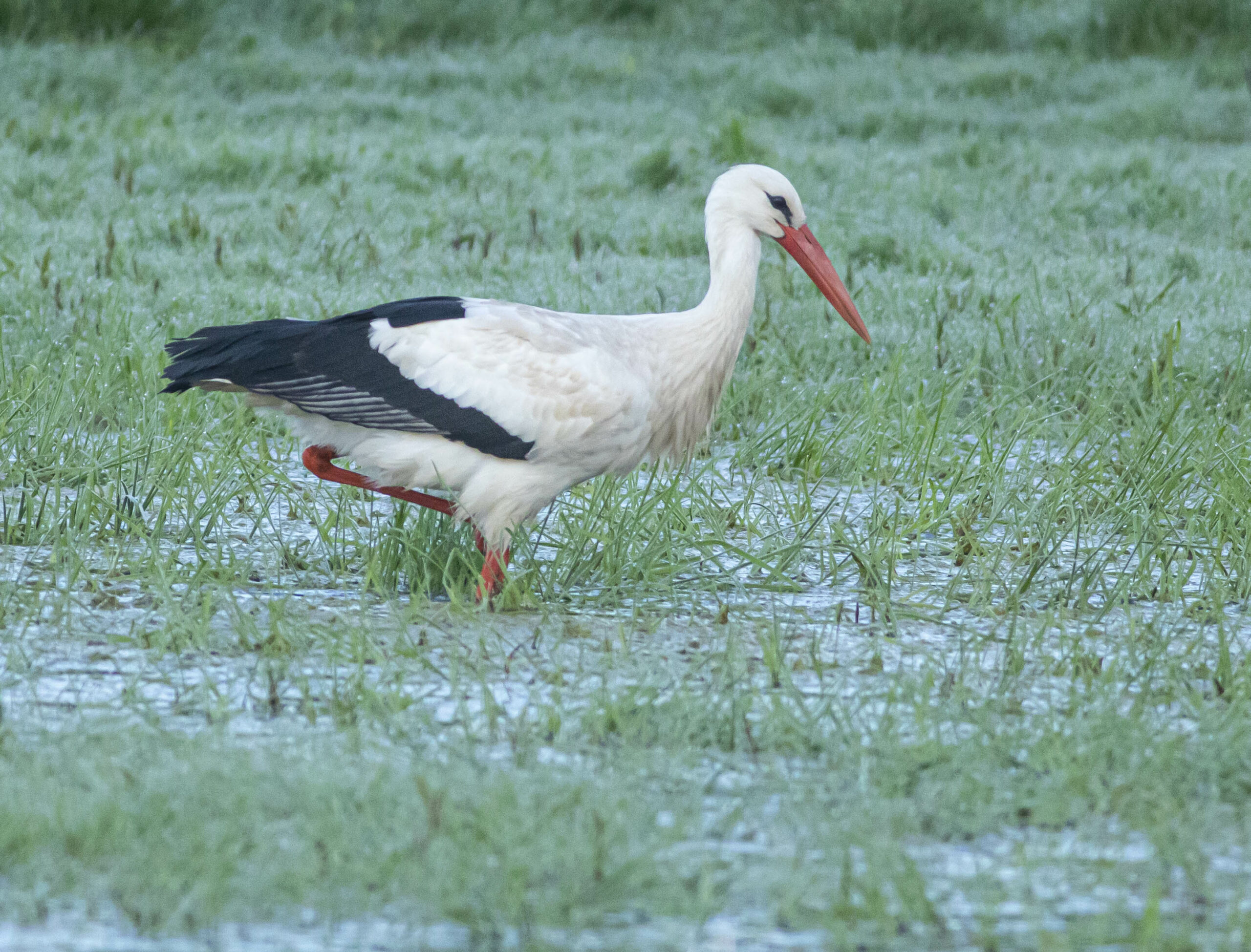 Vit stork Vombsängar